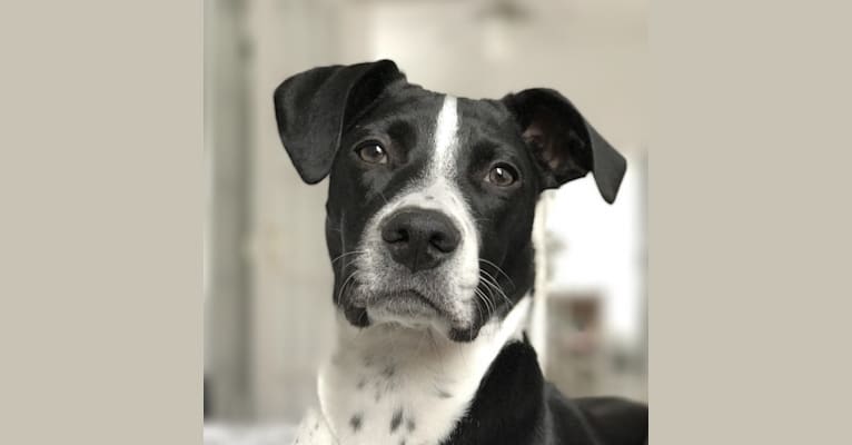 Petey, a Staffordshire Terrier and Beagle mix tested with EmbarkVet.com