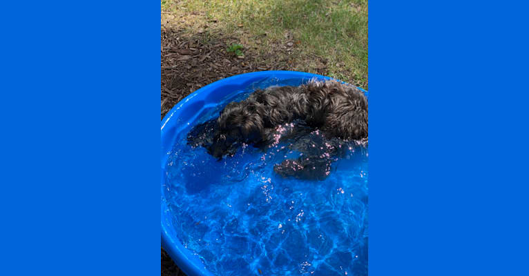 Peppermint, a Sheepadoodle tested with EmbarkVet.com