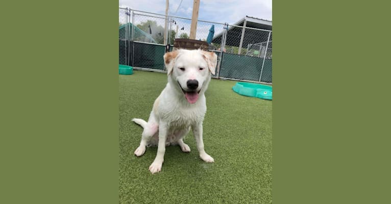 Thor, an American Pit Bull Terrier and Australian Shepherd mix tested with EmbarkVet.com