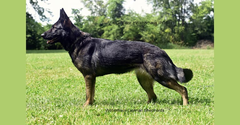 Valor, a German Shepherd Dog tested with EmbarkVet.com