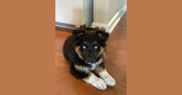Nova, an Australian Shepherd Group tested with EmbarkVet.com