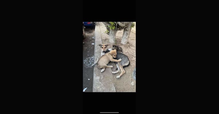 Photo of Cleo, a Northern East African Village Dog  in Cairo, Cairo Governorate, Egypt