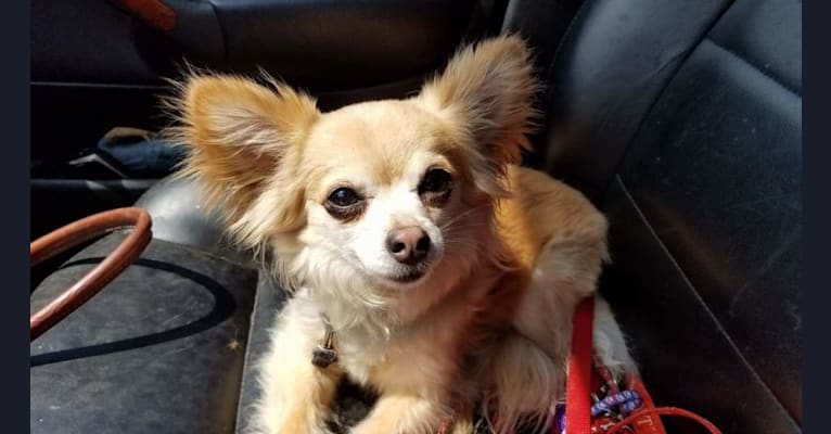 Photo of Louie, a Chihuahua  in Bristol, Connecticut, USA
