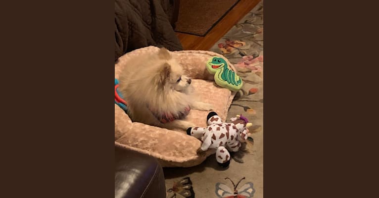Rockwell, a Pomeranian and Australian Shepherd mix tested with EmbarkVet.com