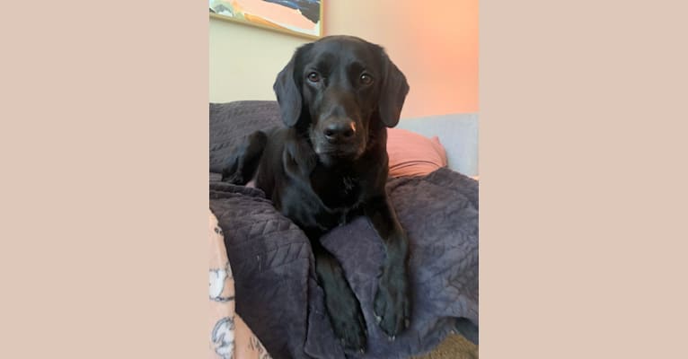 Hampton, an English Cocker Spaniel (Working Type) and Labrador Retriever mix tested with EmbarkVet.com