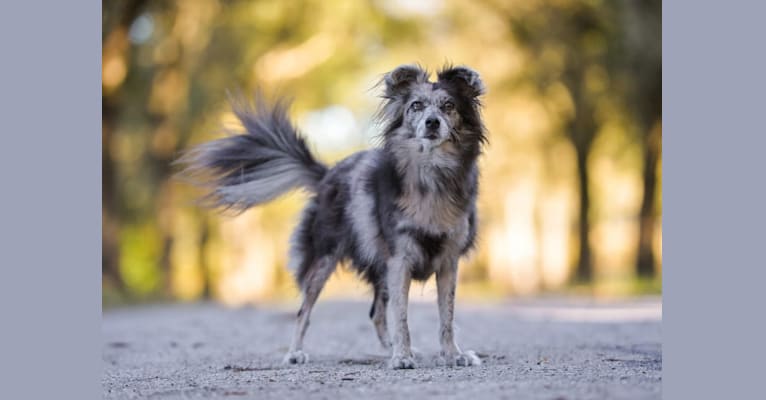 Ruca, a Pomeranian and Beagle mix tested with EmbarkVet.com