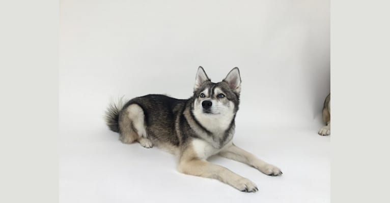 Clint, an Alaskan Klee Kai tested with EmbarkVet.com