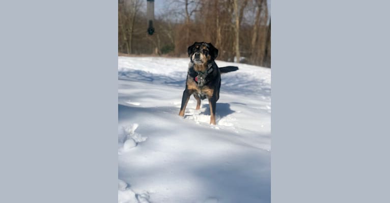 Gilly, a Treeing Walker Coonhound and Labrador Retriever mix tested with EmbarkVet.com