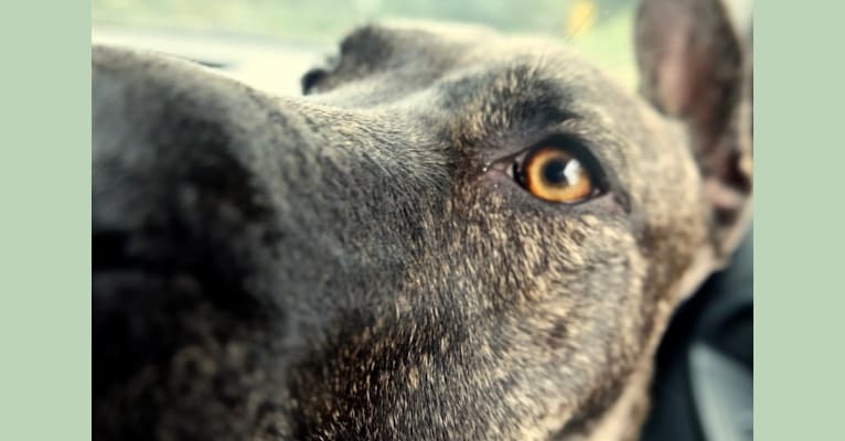 Dakota, an American Pit Bull Terrier and Siberian Husky mix tested with EmbarkVet.com