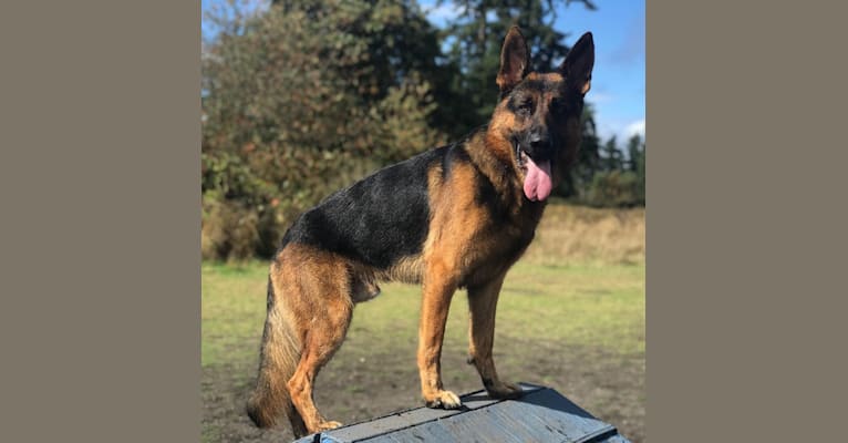 Behr, a German Shepherd Dog tested with EmbarkVet.com