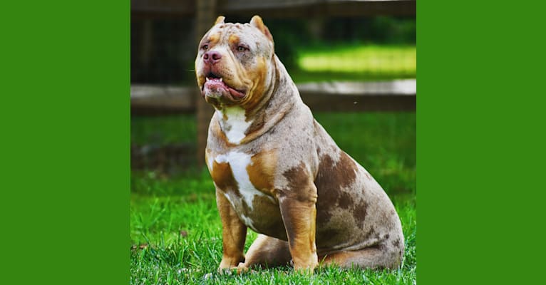 Vito, an American Bully tested with EmbarkVet.com