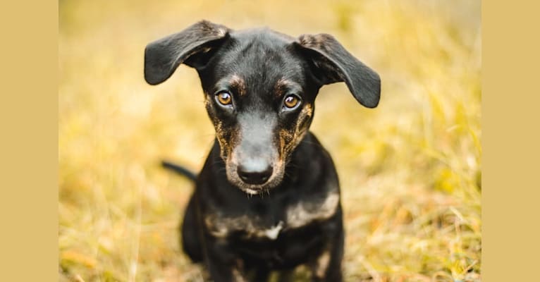 Photo of Brooks, a Beagle, Scottish Terrier, Australian Cattle Dog, and Miniature Pinscher mix in Oklahoma, USA