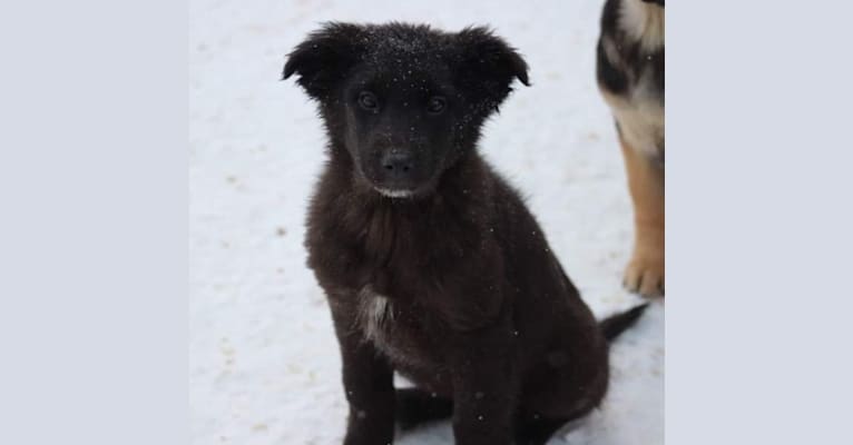 Frida, a Central Asian Village Dog tested with EmbarkVet.com