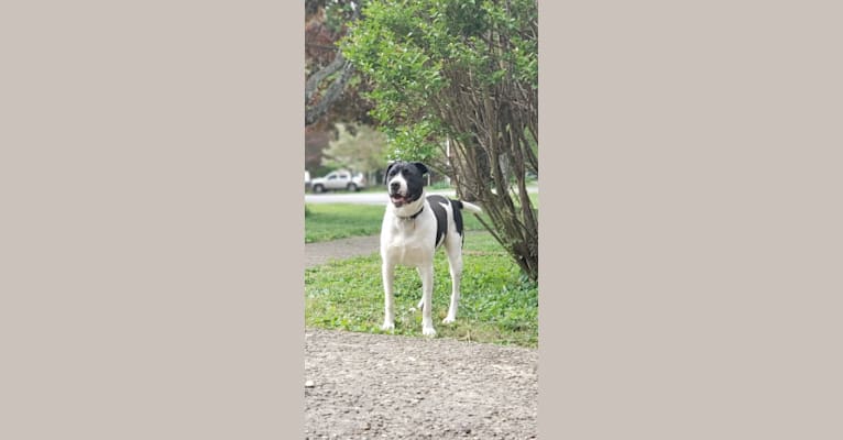 Pogo, an American Pit Bull Terrier and Golden Retriever mix tested with EmbarkVet.com