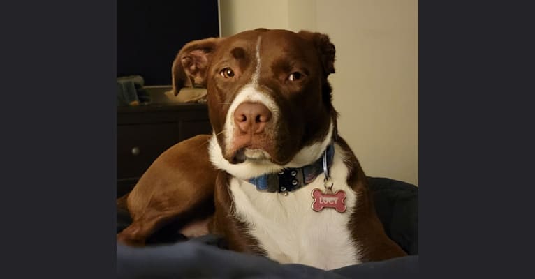 Photo of Lucy, an American Pit Bull Terrier, Border Collie, Australian Shepherd, and Boxer mix