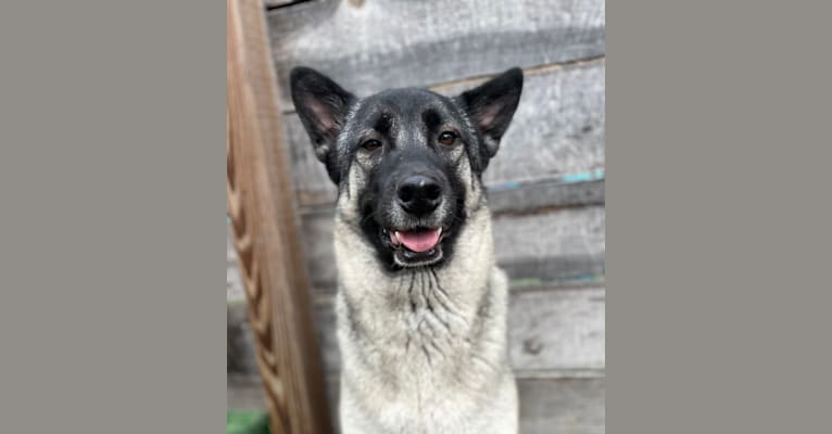 Ash, a German Shepherd Dog and Akita mix tested with EmbarkVet.com