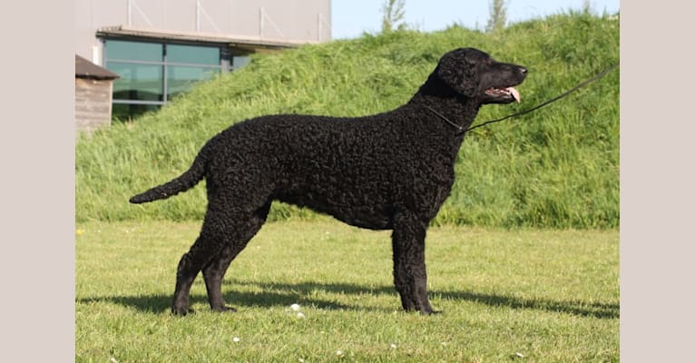 MAAN, a Curly-Coated Retriever tested with EmbarkVet.com