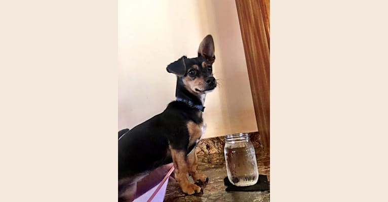 Leona, a Chihuahua and Dachshund mix tested with EmbarkVet.com