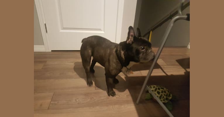 Rufus, a French Bulldog tested with EmbarkVet.com