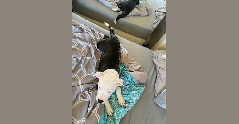 Photo of Max Lewis Cannady, an American Pit Bull Terrier and American Staffordshire Terrier mix in 1434 S Tuxedo Ave, Stockton, California, USA