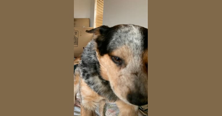 Buhka, an Australian Cattle Dog tested with EmbarkVet.com