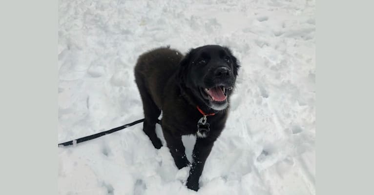 Conway, a Golden Retriever and Great Pyrenees mix tested with EmbarkVet.com