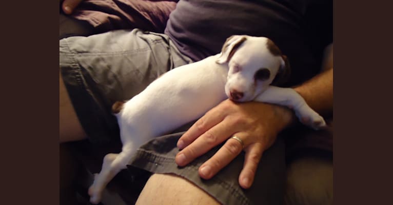 Tela, a Cocker Spaniel and Staffordshire Terrier mix tested with EmbarkVet.com