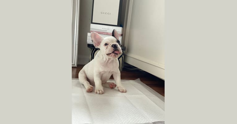 Foreign, a French Bulldog and Bulldog mix tested with EmbarkVet.com