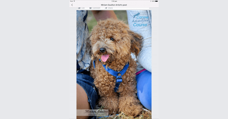 Teddy, a Poodle (Small) tested with EmbarkVet.com