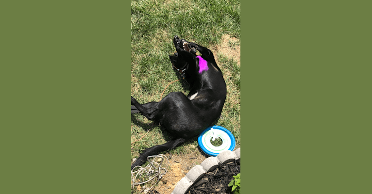 Nala, a Border Collie and American Pit Bull Terrier mix tested with EmbarkVet.com