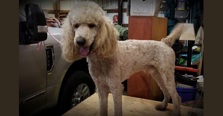 Soda Springs Tell Sackett, a Poodle (Standard) tested with EmbarkVet.com