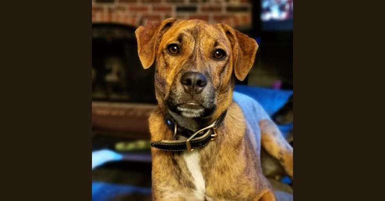 Boston, an American Pit Bull Terrier and Saint Bernard mix tested with EmbarkVet.com