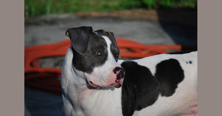 Cypress, an American Bully and American Pit Bull Terrier mix tested with EmbarkVet.com