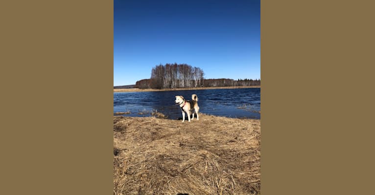 Photo of Kavik, a Siberian Husky, Akita, Dachshund, Norwegian Elkhound, Golden Retriever, and German Shepherd Dog mix in Fairbanks, Alaska, USA