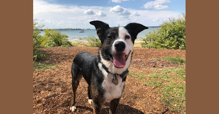 Dogmeat, an Australian Cattle Dog and Rottweiler mix tested with EmbarkVet.com