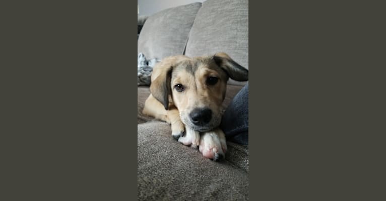 Stella, an Australian Cattle Dog and Great Pyrenees mix tested with EmbarkVet.com