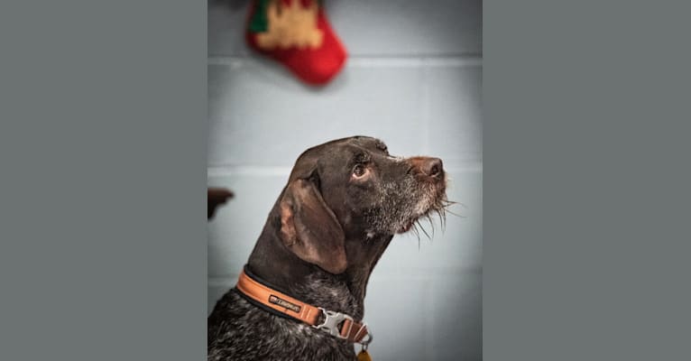 Moby, a German Wirehaired Pointer tested with EmbarkVet.com