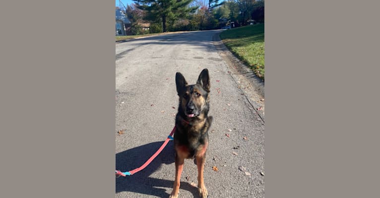 Taz, a German Shepherd Dog tested with EmbarkVet.com