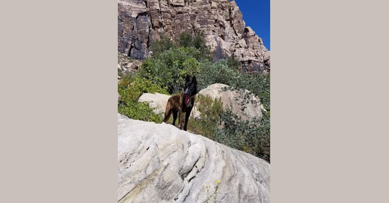 Phoenix, a Belgian Shepherd tested with EmbarkVet.com