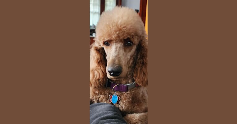 Rosie, a Poodle (Standard) tested with EmbarkVet.com