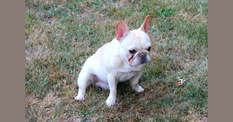 HENDRIX, a French Bulldog tested with EmbarkVet.com