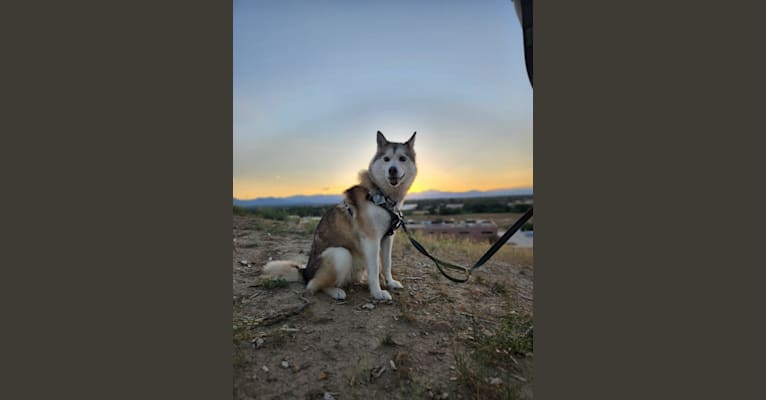 Myrah, a Siberian Husky and Alaskan Malamute mix tested with EmbarkVet.com