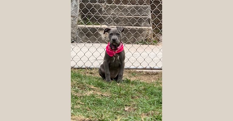 Storm, an American Pit Bull Terrier and American Staffordshire Terrier mix tested with EmbarkVet.com