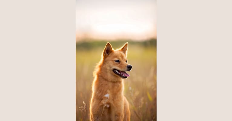 Fionna the Brave, a Finnish Spitz tested with EmbarkVet.com