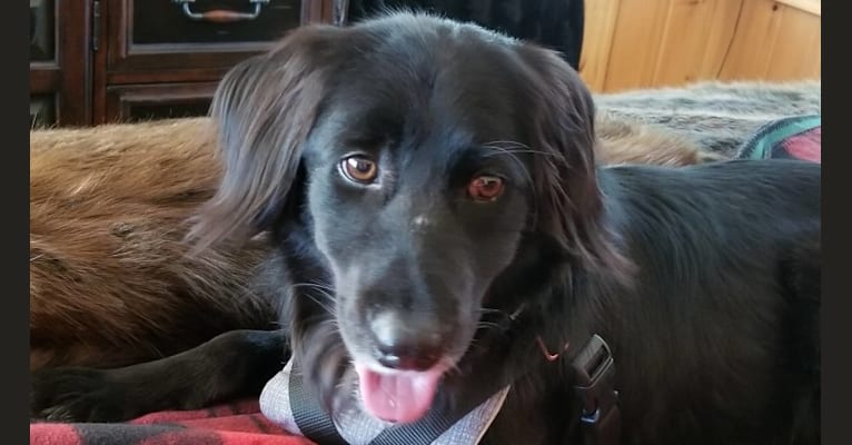 Snickers, a Golden Retriever and Weimaraner mix tested with EmbarkVet.com