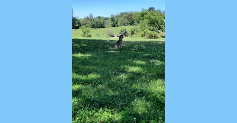 Bucco, an American English Coonhound and Labrador Retriever mix tested with EmbarkVet.com