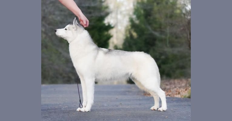Ciri, a Siberian Husky tested with EmbarkVet.com