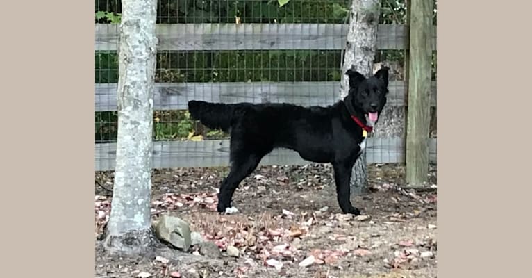 Ruby, a Labrador Retriever and German Shepherd Dog mix tested with EmbarkVet.com