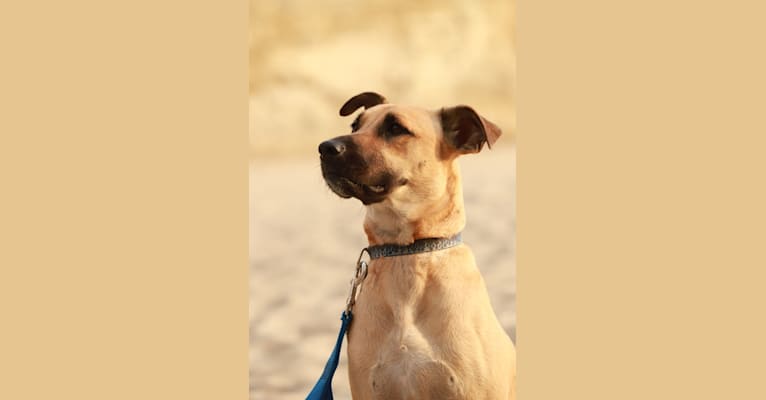 Photo of CODY, a Staffordshire Terrier, Chow Chow, German Shepherd Dog, Siberian Husky, and Mixed mix in Rosarito, Baja California, Mexico