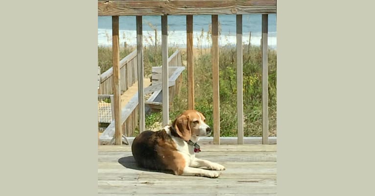 Fred, a Beagle tested with EmbarkVet.com